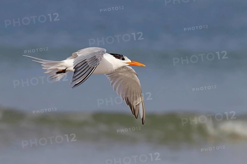 Royal terns