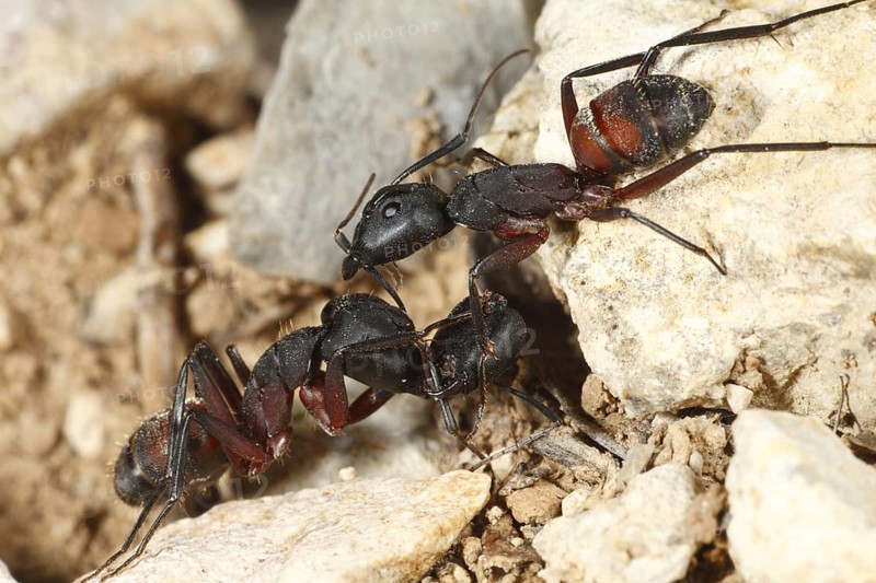 Forest ant