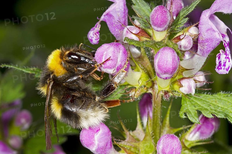Large Garden Bumblebee
