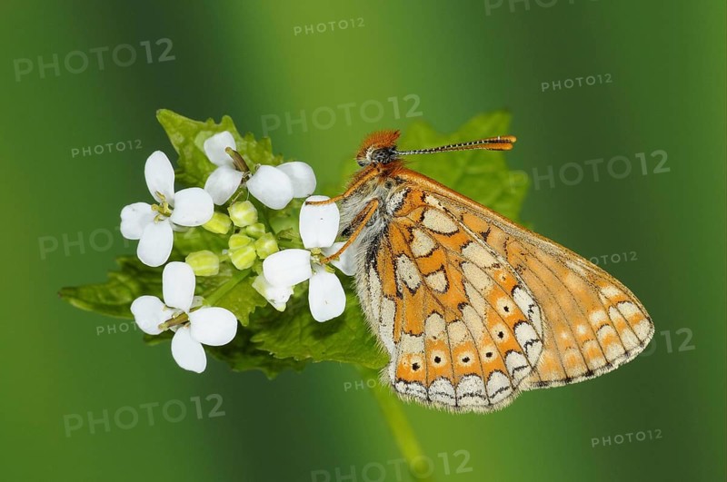 Scabiosa Fritillary