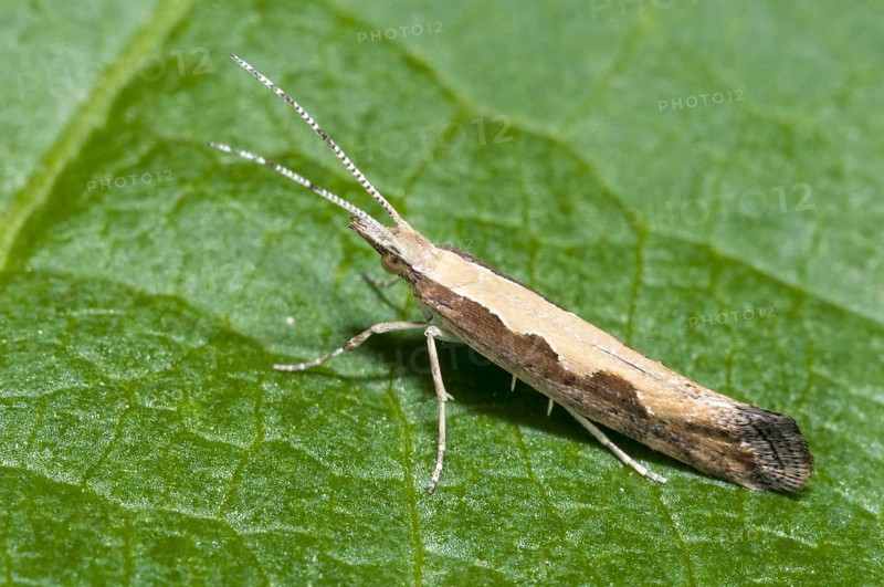 Diamondback moth