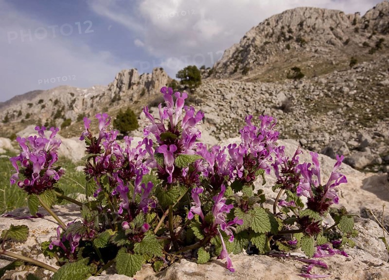 Gargano deadnettle