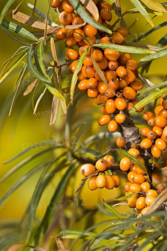 Sea buckthorn
