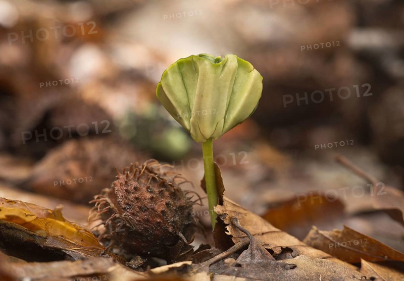 Seedling of common beech