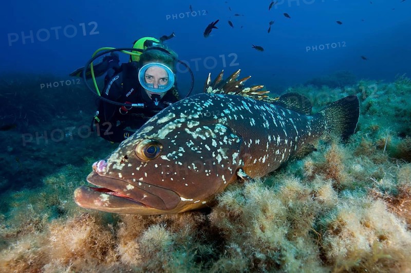 Diver and dusky grouper