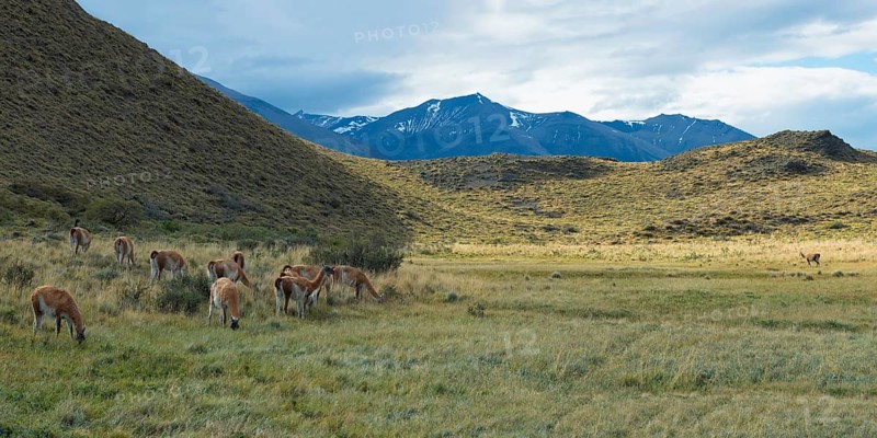 Group of guanacos