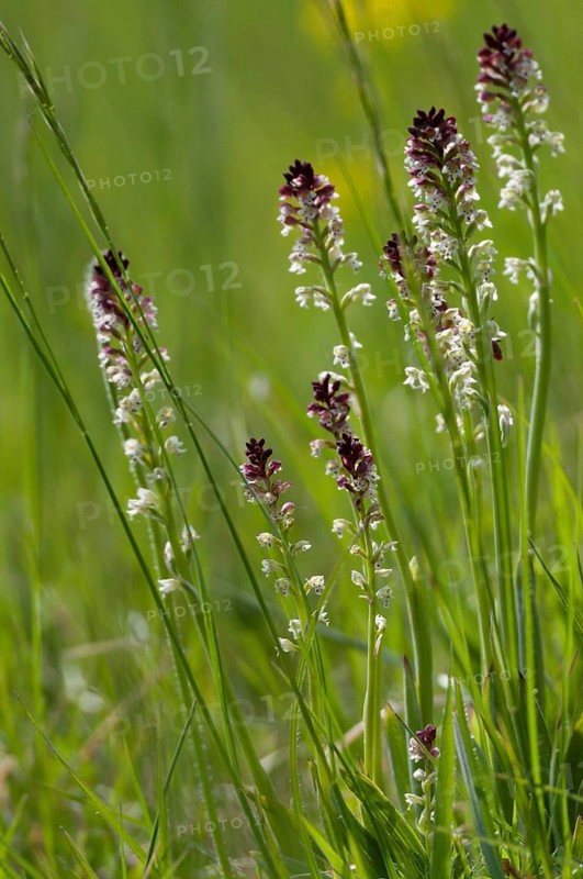 Fire orchid