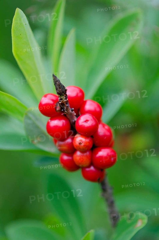 (Daphne mezereum)