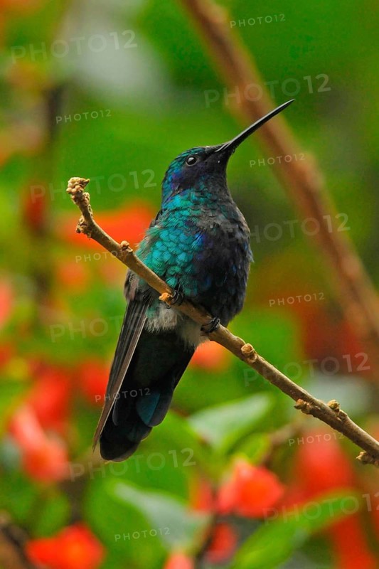 Great Violet-eared Hummingbird