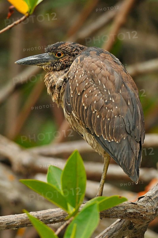 Yellow-crowned Night-Heron