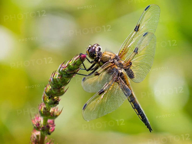 Four-spotted dragonfly