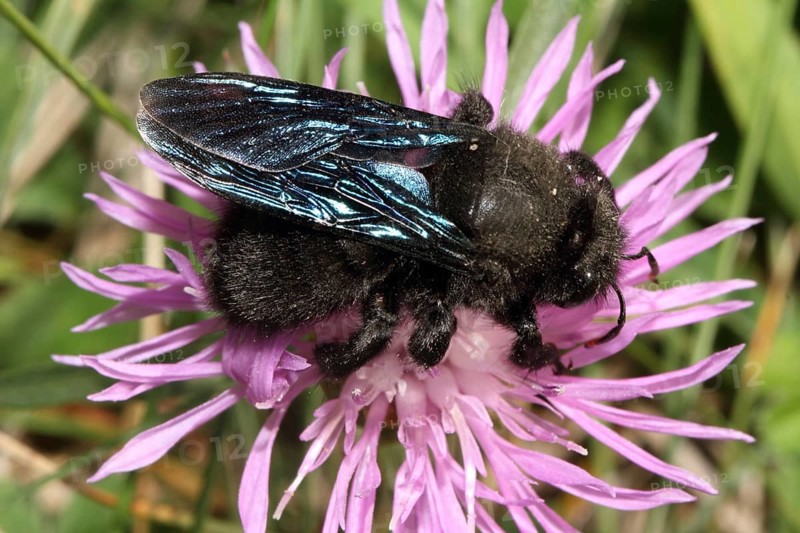 Blue Wood Bee