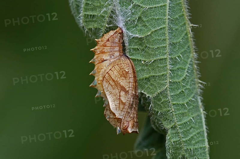 Meadowsweet mother-of-pearl butterfly