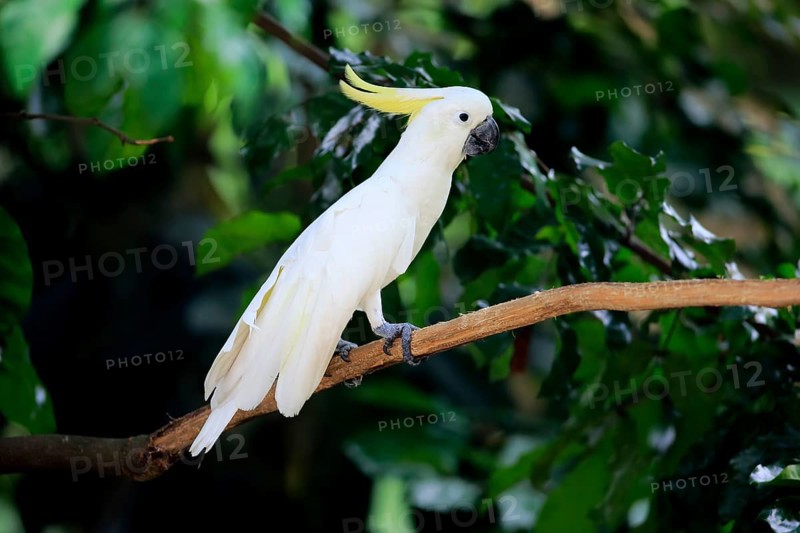 Sulfur-crested Cockatoo