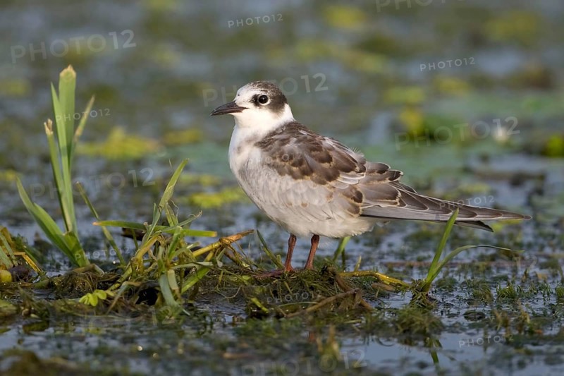 Whiskered Tern