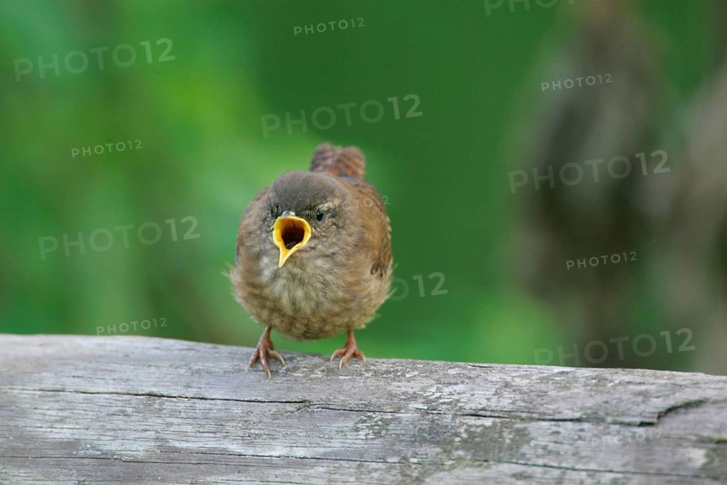Wren