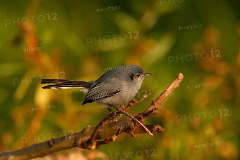 Masked Gnatcatcher