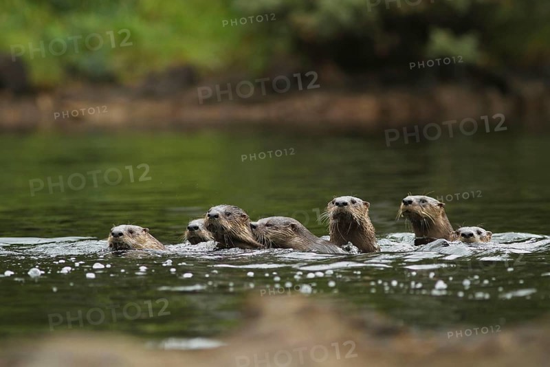North American River Otter