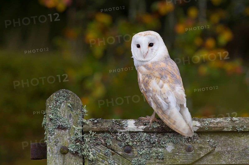 Common barn owl