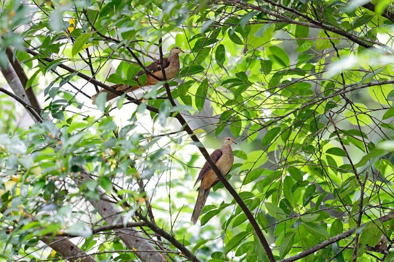 Slender-billed Cuckoo-dove