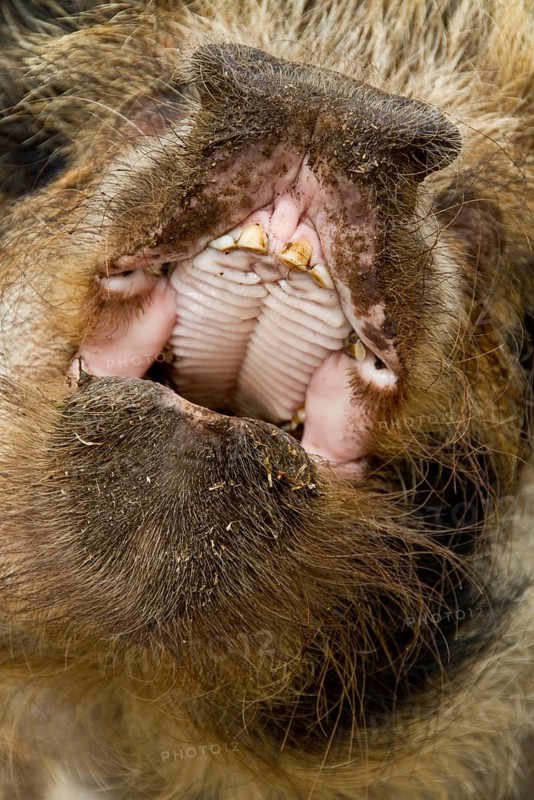 Domestic pig