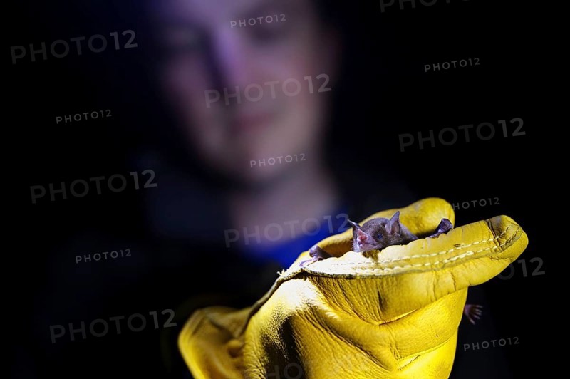 Insular one-winged bat