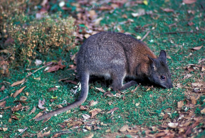 Red-necked pademelon