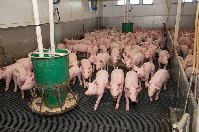 Pig farming