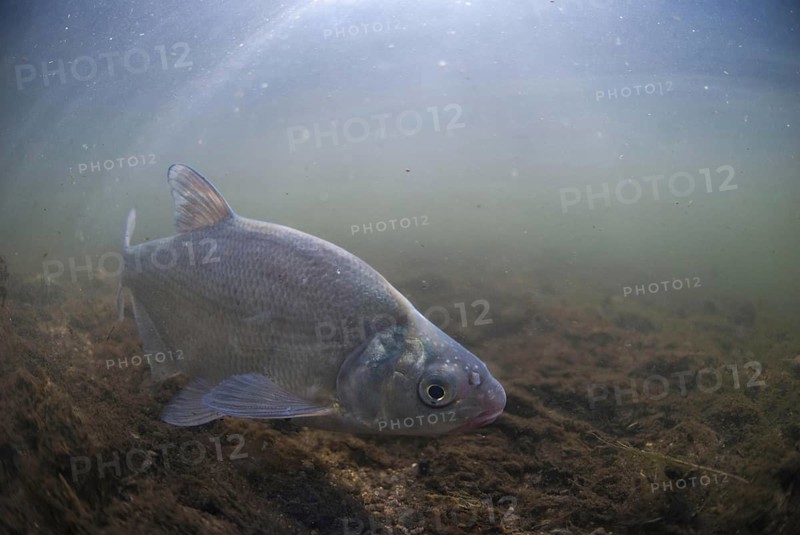 Common Bream