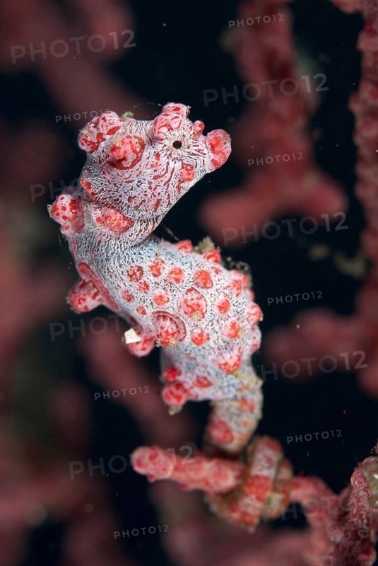 Bargibanti's Pygmy Seahorse