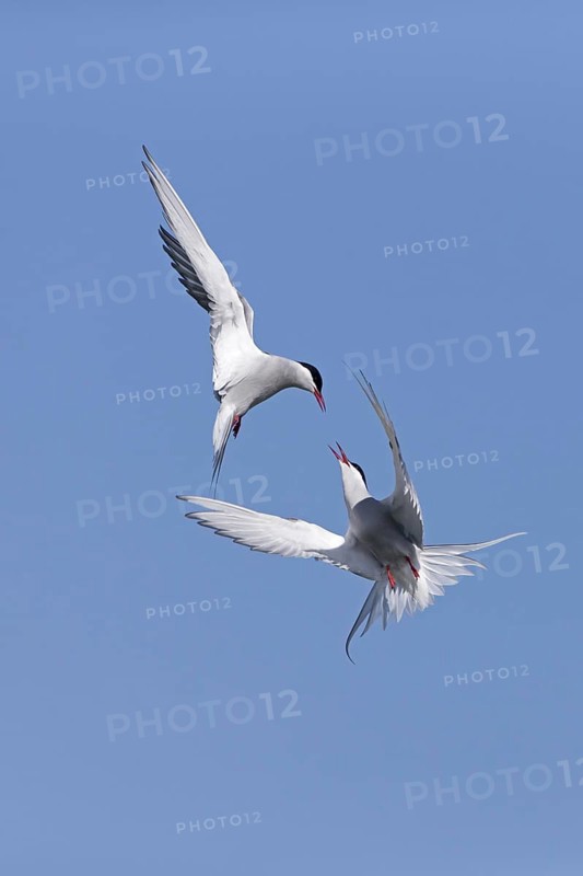 Arctic Tern