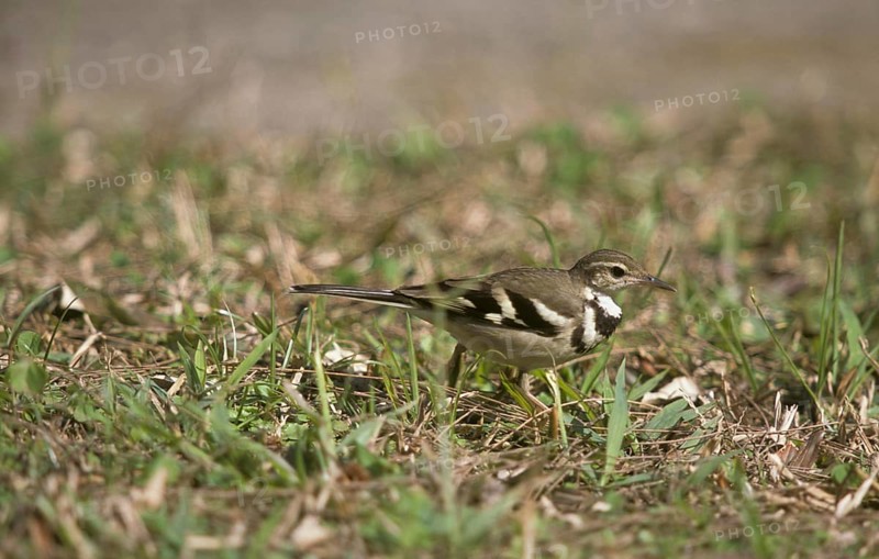 Tree Wagtail