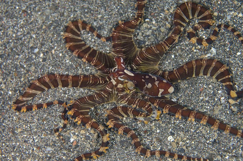 Octopus