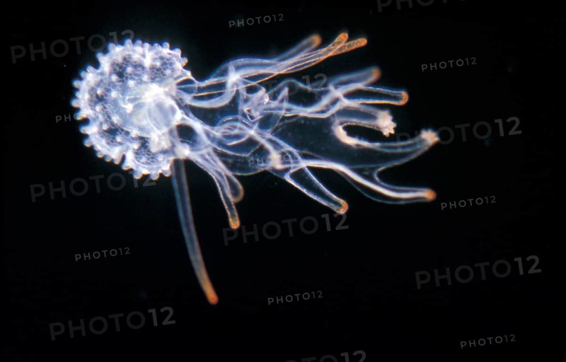 Asterias vulgaris