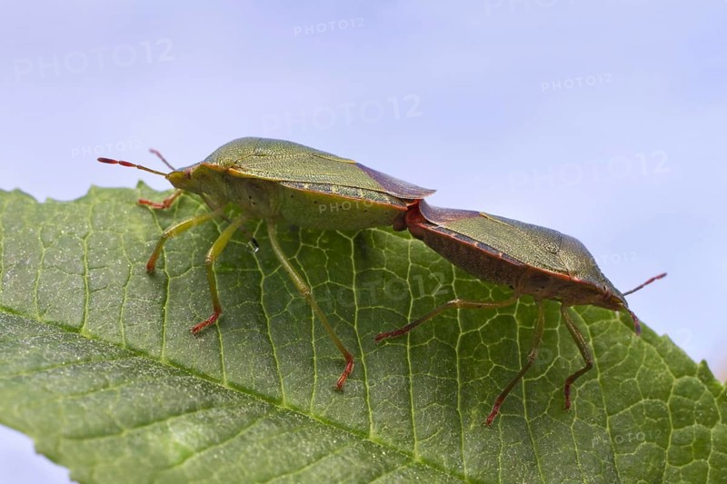 Green Shieldbug