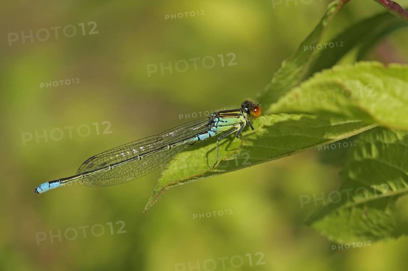 Small Red-eyed Damselfly