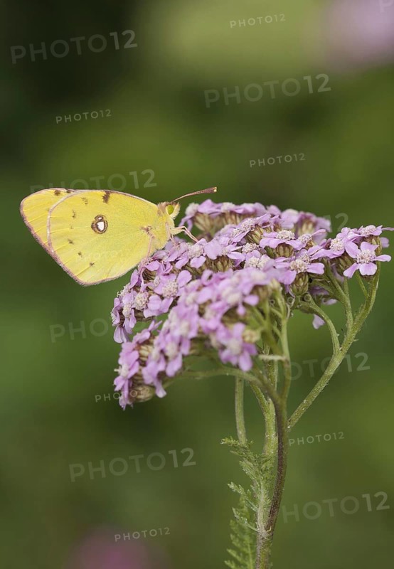 Clouded dark clouded yellow