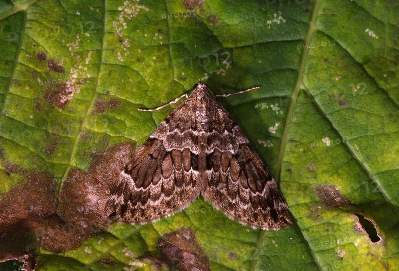 Spruce Carpet