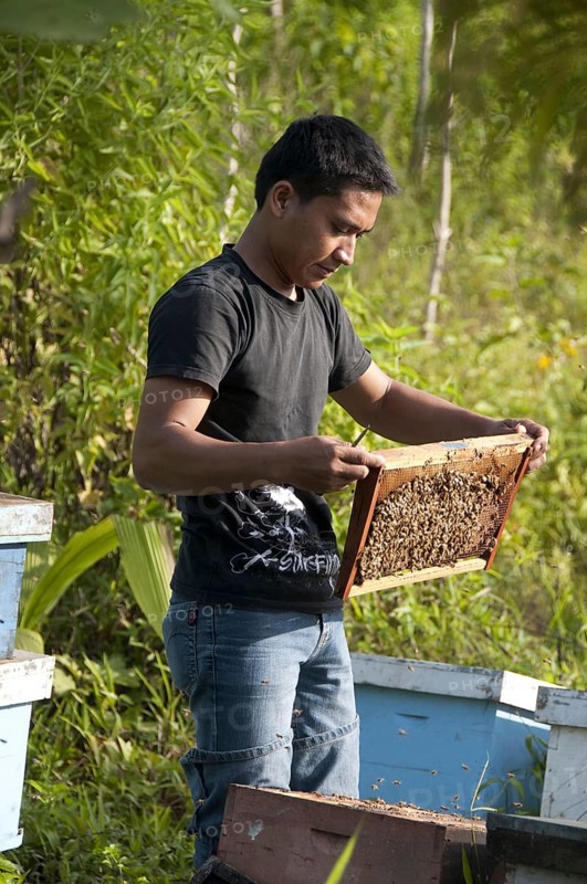 Beekeeping