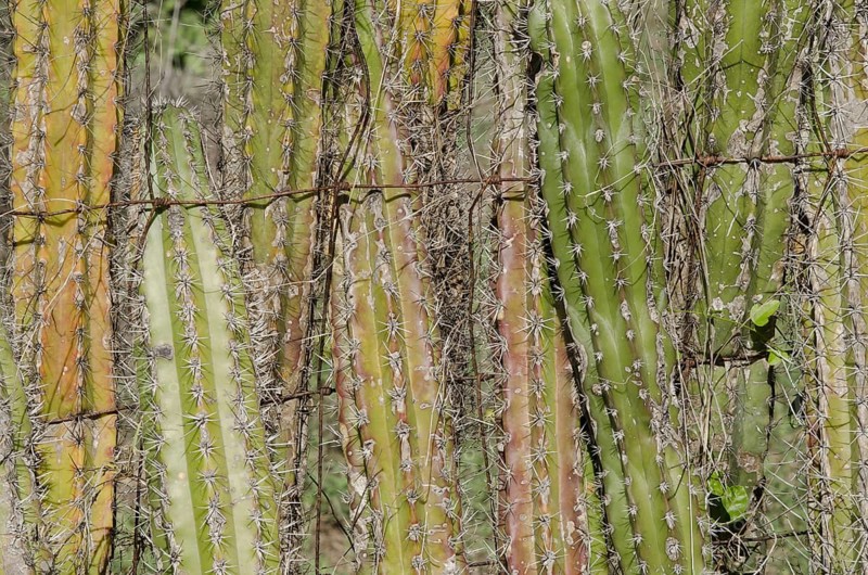 Candle cactus