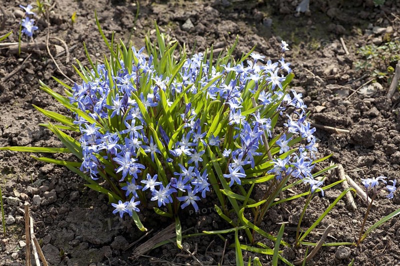 Scilla sibirica