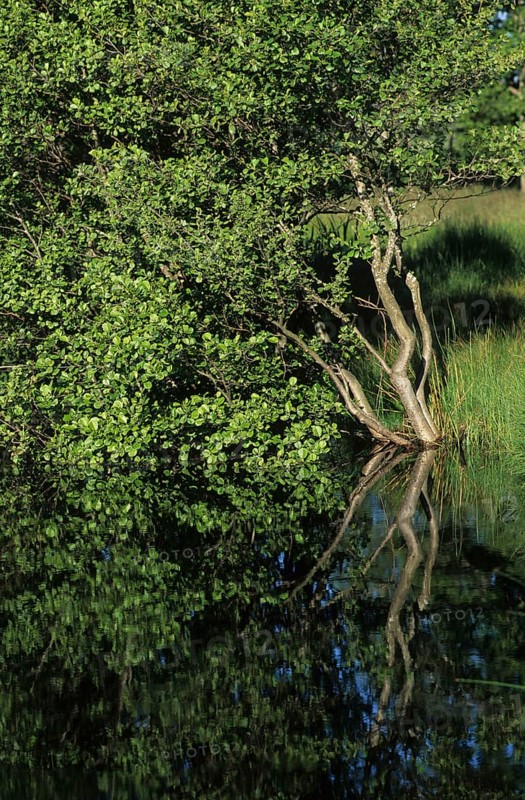 Black alder