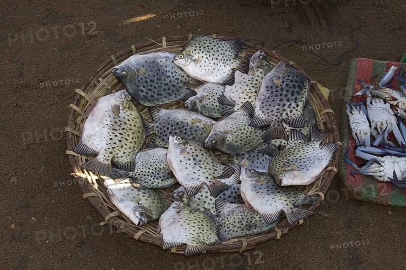Reef fish for sale at Negombo market