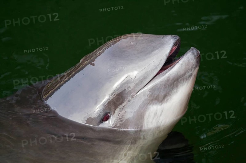 Harbour porpoise
