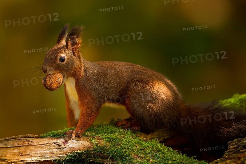 Squirrel