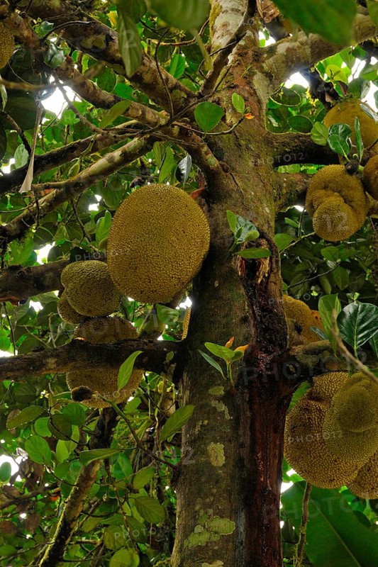 Jackfruit tree