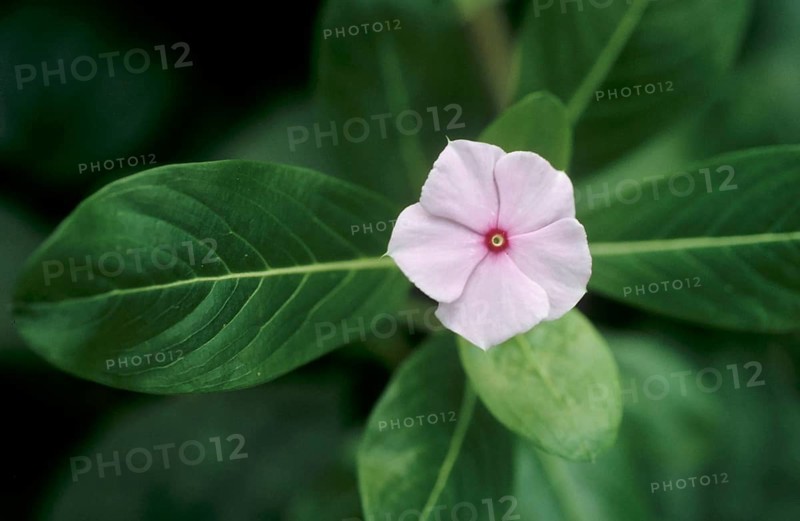 Madagascar Periwinkle