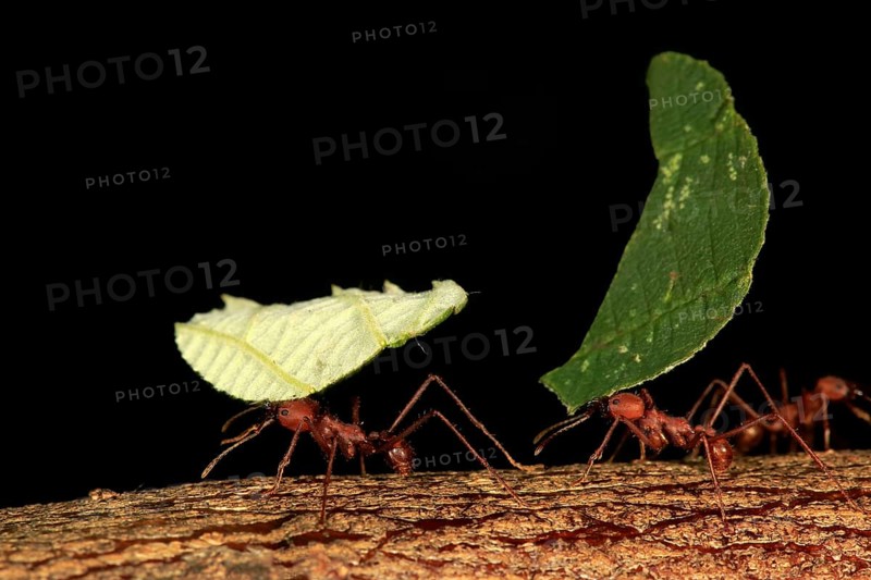 Leafcutter ant