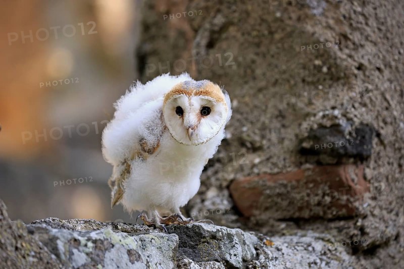 Barn Owl