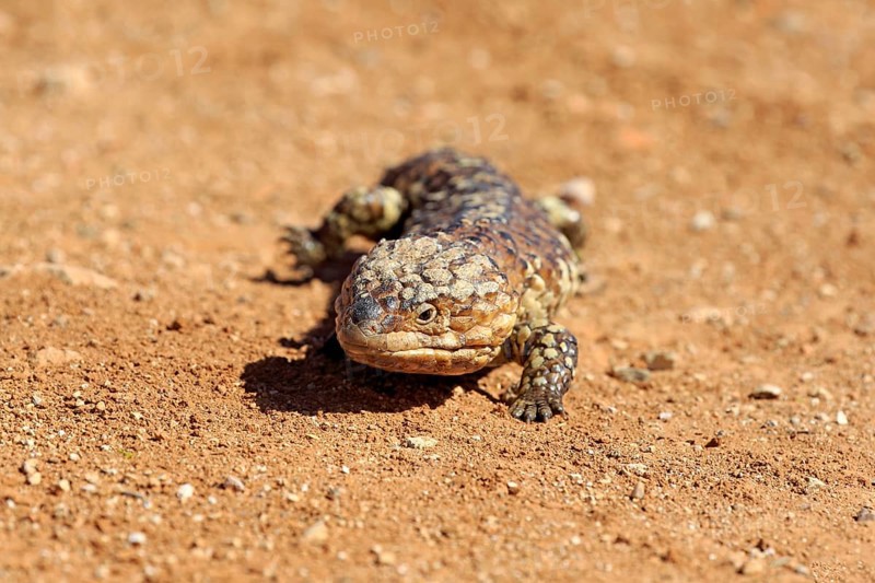 Tiliqua rugosa